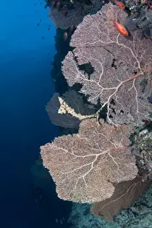 Sea Fan Prints: Gorgonian Sea Fan at Brocken Thila - South Ari Atoll - Maldives