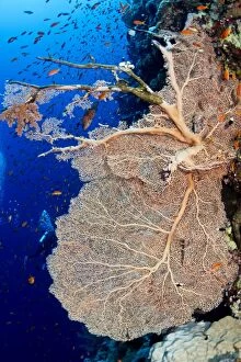 Images Dated 9th July 2011: Gorgonian Sea Fan - damaged