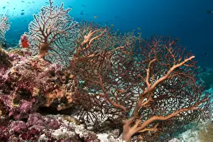 Maldives Prints: Gorgonian Sea Fan - Hakura Thila - Meemu - Maldives