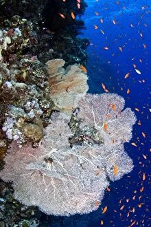 Images Dated 9th July 2011: Gorgonian Sea Fan - Scalefin Anthias (Pseudanthias)