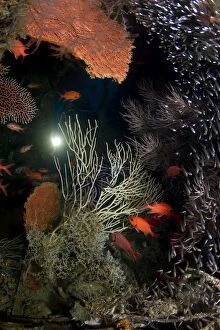 Ambassis Gallery: Gorgonian Sea Fan and Soldier Fish (Myripristis)