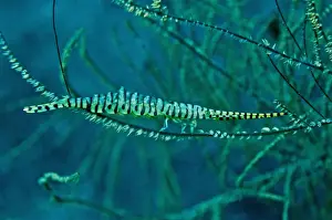 Behavour Prints: Gorgonian Shrimp - carring hundreds of eggs on underside of body - The eggs are held in place by soft flaps of shell