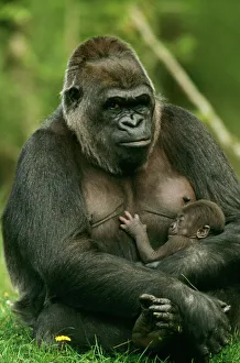 Protection Collection: Gorilla With baby
