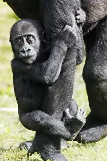 Gorilla - baby animal clinging to mothers arm