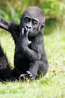 Apes Prints: Gorilla - baby animal portrait, distribution - central Africa, Congo, Zaire, Rwanda
