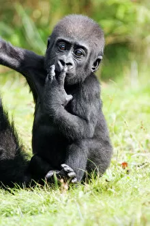 Gorilla - baby animal portrait, distribution