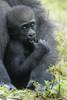 Anthropomorphic Prints: Gorilla - baby animal sucking thumb, distribution - central Africa, Congo, Zaire, Rwanda