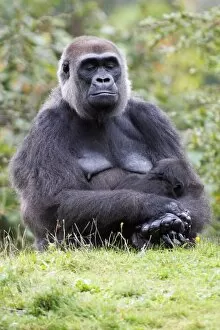 Gorilla - female and baby animal sleeping, distribution