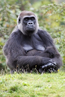 Images Dated 24th September 2008: Gorilla - female and baby animal sleeping, distribution