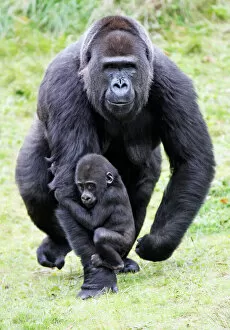 Baby Animals Collection: Gorilla - female carrying baby animal, distribution - central Africa, Congo, Zaire, Rwanda