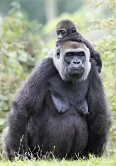 Baby On Back Gallery: Gorilla - female carrying baby animal