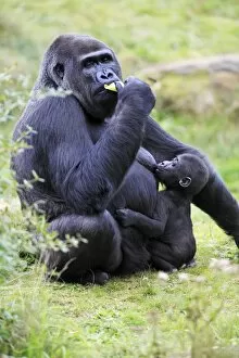 Gorilla -female suckling baby animal