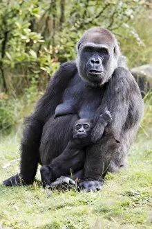 Images Dated 22nd September 2008: Gorilla - female tending baby animal, distribution - central Africa, Congo, Zaire, Rwanda