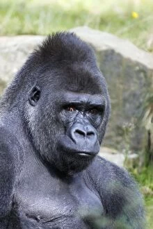 Images Dated 22nd September 2008: Gorilla - male, portrait