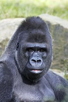 Images Dated 22nd September 2008: Gorilla - male, portrait