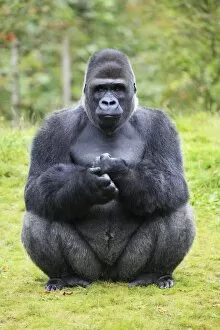 Gorilla - male sitting on haunches