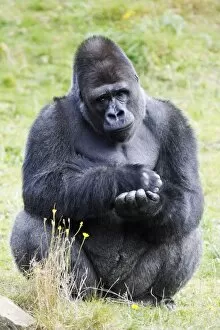 Gorilla - male sitting and resting, distribution
