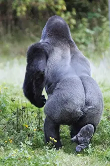 Back View Prints: Gorilla - male, view from behind, distribution - central Africa, Congo, Zaire, Rwanda