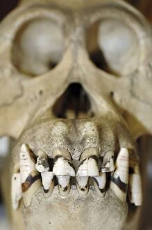 Gorilla - skull and incisor teeth