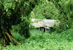 House Collection: The Gorilla Story Dian Fossey's house at Karisoke Camp in Parc des Volcan reservation, Rwanda