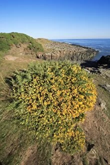 Images Dated 2nd October 2007: Gorse Bush - flowering on North Sea coastline, Northumberland national Park, England