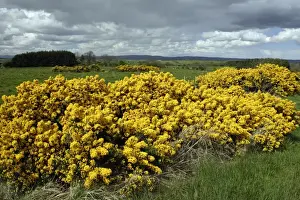 Gorse Prints: Gorse - Flowering in May Northumberland, England