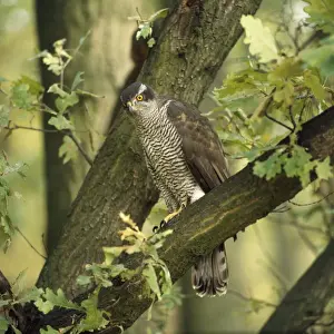 Goshawks Prints: Goshawk