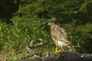 Goshawk - Female perched in forest Accipiter gentilis Hungary BI015926
