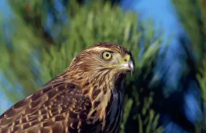 Goshawks Prints: Goshawk - immature female