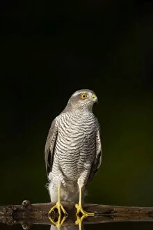 Goshawk - Male at drinking pool in forest