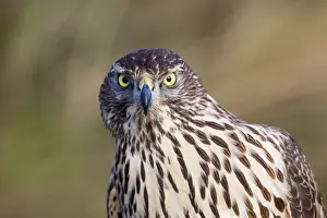 Goshawks Prints: Goshawk Portrait - UK