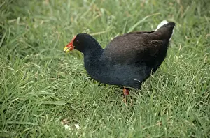 Moorhens Prints: Gough Moorhen - feeding