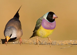 Gouldian Finch black-headed morph and Long-tailed Finch (Poephila) Gouldian Finch black-headed morph and Long-tailed Finch (Poephila)