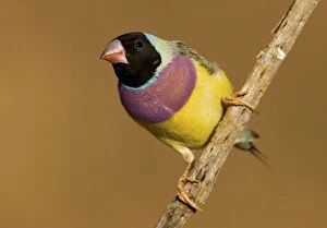 Images Dated 24th January 2007: Gouldian Finch black-headed morph perched About 75% of the population are black-headed morphs