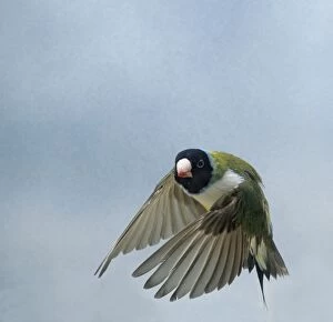 Gouldian Finch - in flight turning head on wings down