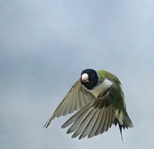Gouldian Finch In flight turning head on wings down