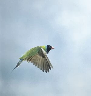 Images Dated 19th August 2004: Gouldian finch In flight side view wings down