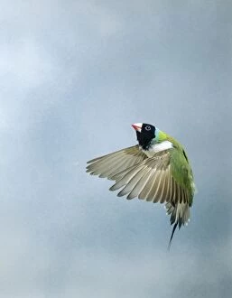Gouldian Finch - In flight side view wings forward