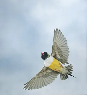 Finch Prints: Gouldian Finch In flight from below wings outstreached