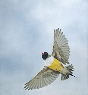 Gouldian Finch - in flight from below wings outstretched