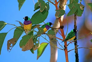 Finch Collection: Gouldian Finch -Group in tree, Katherine Gorge, Northern Territory, Australia