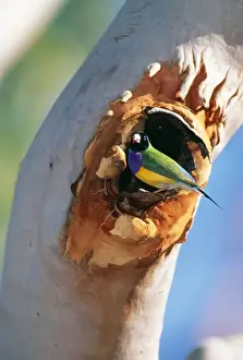 Gouldian Finch JPF 8115 At nest entrance in Salmon Gum, Katherine Gorge National Park, Northern Territory, Australia. Erythrura gouldiae © Jean-Paul Ferrero / ardea. com