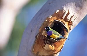 Images Dated 10th March 2011: Gouldian Finch - at nest entrance in Salmon Gum tree - Katherine Gorge - Northern Territory