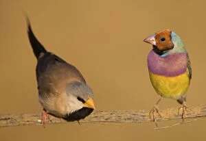 Gouldian Finch red-headed morph and Long-tailed Finch (Poephila)