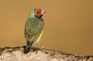 Images Dated 24th January 2007: Gouldian Finch red-headed morph perched About 24% of the population are red-headed morphs