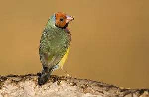 Gouldian Finch red-headed morph perched About 24% of the population are red-headed morphs. Gouldian Finches occur across the Top End from the Kimberley to the far north of Queensland but in much smaller numbers than previously