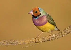 Colourful Prints: Gouldian Finch red-headed morph perched About 24% of the population are red-headed morphs