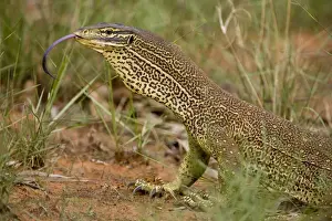 Goannas Prints: Gould's Goanna One of Australia's largest goannas