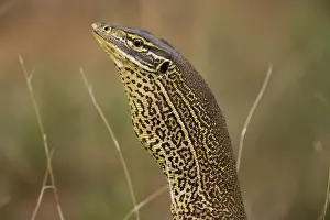 Goannas Prints: Gould's Goanna In cold areas becomes inactive in winter