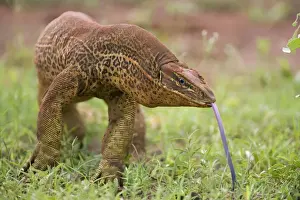 Gould's Goanna - sensing air with tongue One of Australia's largest lizards and found in most open habitats throughout Australia